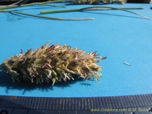 Image of Poaceae sp. #2208 (). Click to enlarge parts of image.