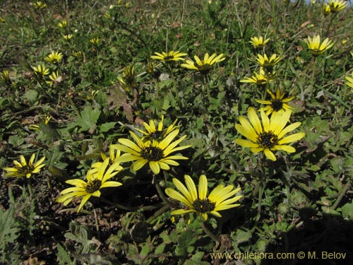 Image of Arctotheca calendula (Filigrana pequeña). Click to enlarge parts of image.