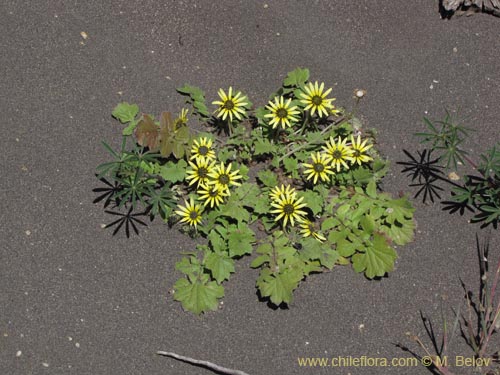 Image of Arctotheca calendula (Filigrana pequeña). Click to enlarge parts of image.