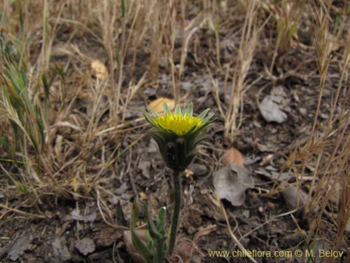 Image of Asteraceae sp. #2202 (). Click to enlarge parts of image.