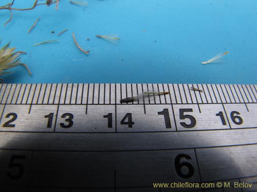 Image of Chaetanthera sp. #3126 (). Click to enlarge parts of image.