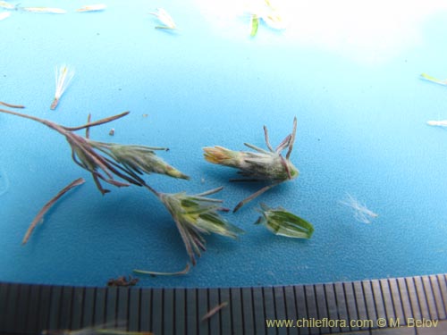 Chaetanthera sp. #3126的照片