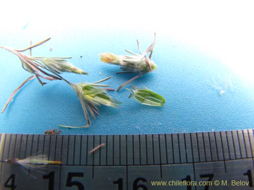 Chaetanthera sp. #3126的照片