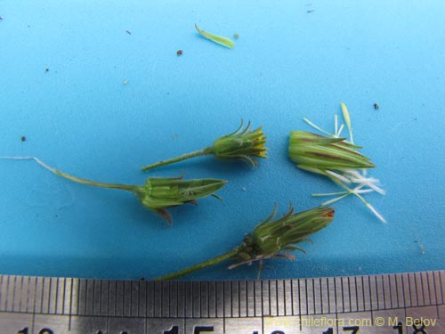 Image of Asteraceae sp. #2202 (). Click to enlarge parts of image.