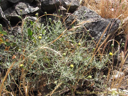Image of Senecio sp. #2201 (). Click to enlarge parts of image.
