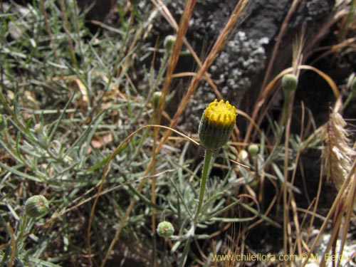 Image of Senecio sp. #2201 (). Click to enlarge parts of image.