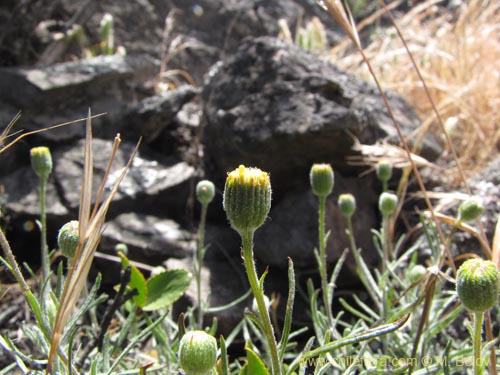 Image of Senecio sp. #2201 (). Click to enlarge parts of image.