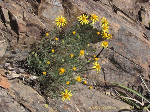Image of Senecio sp. #2201 (). Click to enlarge parts of image.