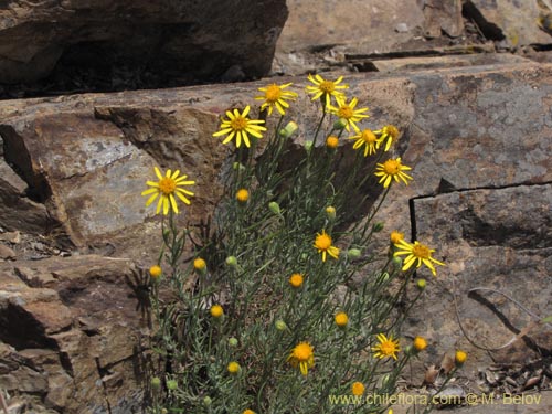 Image of Senecio sp. #2201 (). Click to enlarge parts of image.