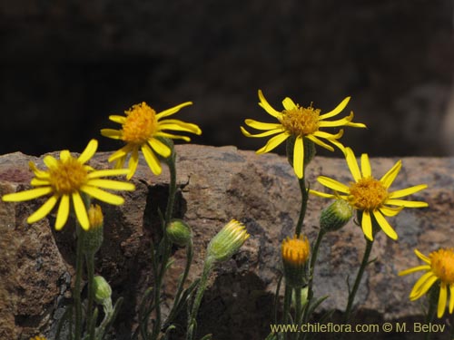 Image of Senecio sp. #2201 (). Click to enlarge parts of image.