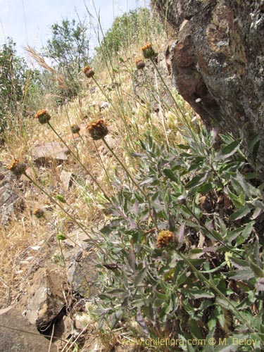 Bild von Asteraceae sp. #3105 (). Klicken Sie, um den Ausschnitt zu vergrössern.