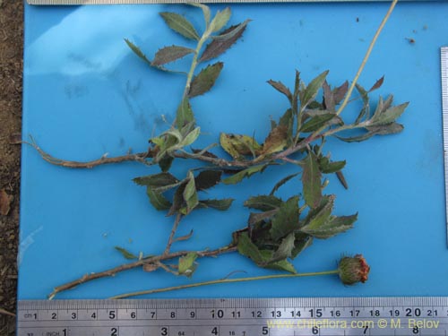 Bild von Asteraceae sp. #3105 (). Klicken Sie, um den Ausschnitt zu vergrössern.