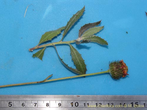 Bild von Asteraceae sp. #3105 (). Klicken Sie, um den Ausschnitt zu vergrössern.