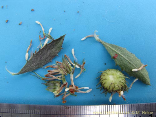 Bild von Asteraceae sp. #3105 (). Klicken Sie, um den Ausschnitt zu vergrössern.