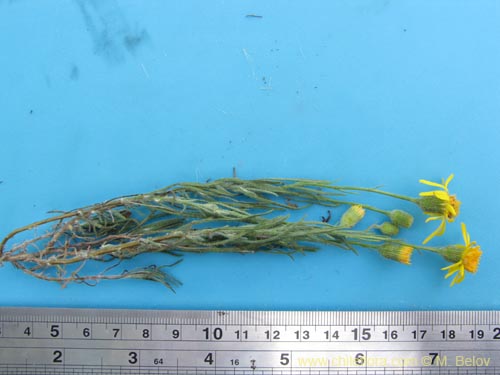 Image of Senecio sp. #2201 (). Click to enlarge parts of image.