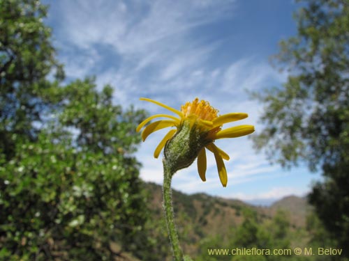 Image of Senecio sp. #2201 (). Click to enlarge parts of image.