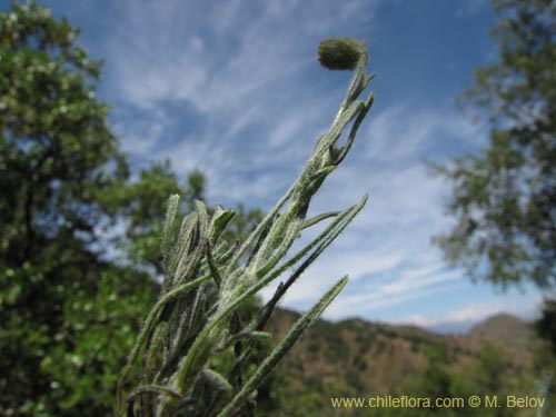 Image of Senecio sp. #2201 (). Click to enlarge parts of image.