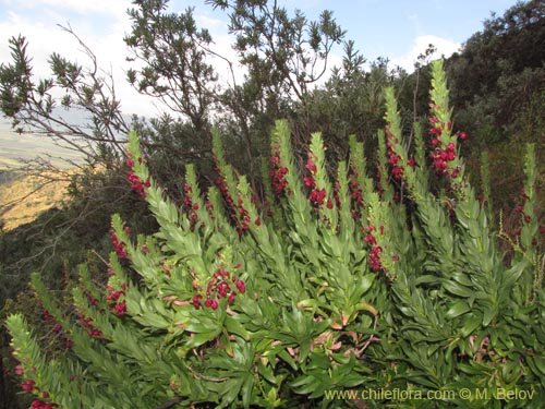 Imágen de Lobelia polyphylla (Tabaco del diablo / Tupa). Haga un clic para aumentar parte de imágen.