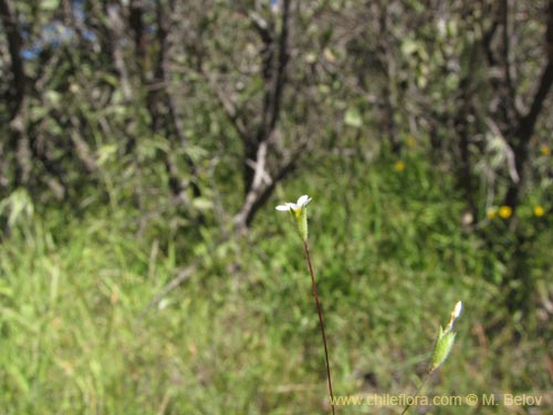 Image of Unidentified Plant sp. #9120 (11/23/2009). Click to enlarge parts of image.