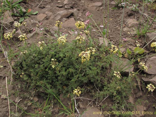 Image of Verbena sulphurea (Verbena amarilla). Click to enlarge parts of image.