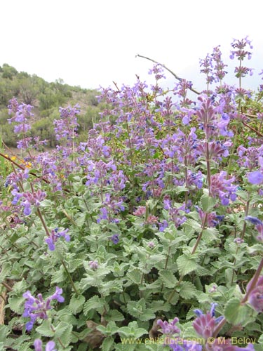 Image of Nepeta mussinii (). Click to enlarge parts of image.