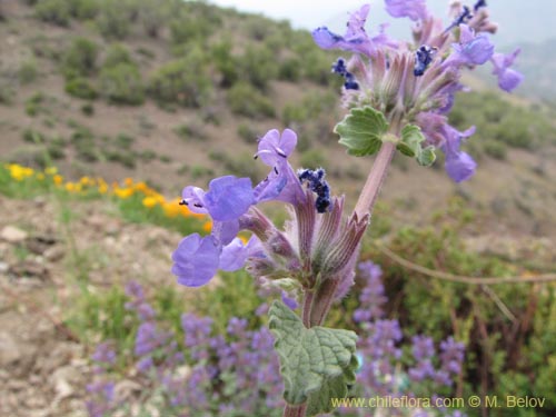 Image of Nepeta mussinii (). Click to enlarge parts of image.