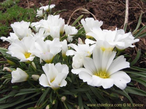 Image of Calandrinia affinis (). Click to enlarge parts of image.