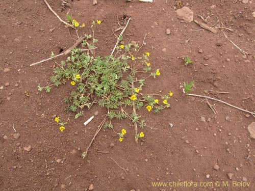 Image of Adesmia sp. #2129 (). Click to enlarge parts of image.