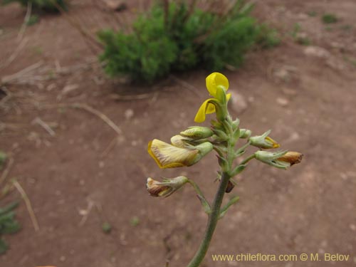 Adesmia sp. #2129의 사진