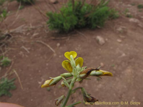 Adesmia sp. #2129의 사진