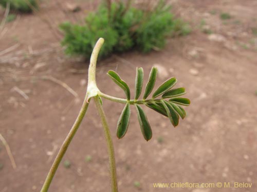 Adesmia sp. #2129의 사진