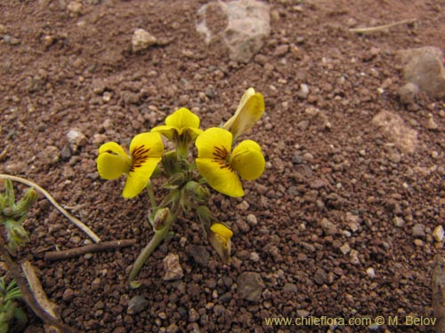 Adesmia sp. #2129의 사진