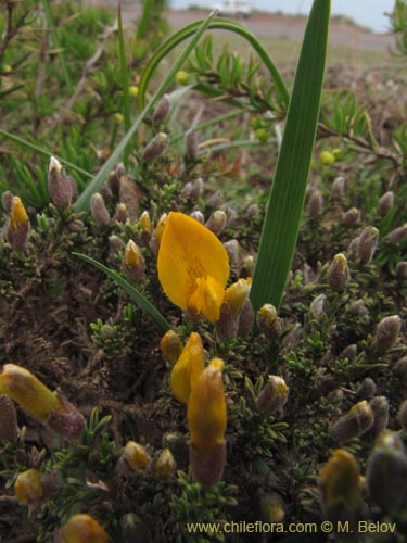 Bild von Anarthrophyllum cummingi (). Klicken Sie, um den Ausschnitt zu vergrössern.