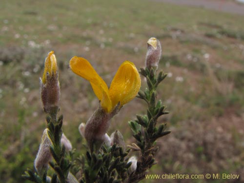 Bild von Anarthrophyllum cummingi (). Klicken Sie, um den Ausschnitt zu vergrössern.