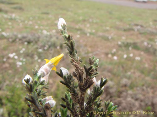 Bild von Anarthrophyllum cummingi (). Klicken Sie, um den Ausschnitt zu vergrössern.