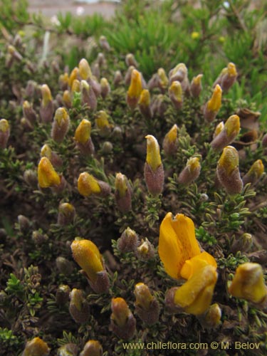 Bild von Anarthrophyllum cummingi (). Klicken Sie, um den Ausschnitt zu vergrössern.