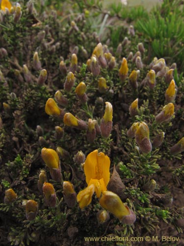 Bild von Anarthrophyllum cummingi (). Klicken Sie, um den Ausschnitt zu vergrössern.