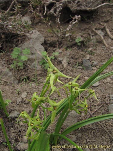 Image of Solaria miersioides (). Click to enlarge parts of image.