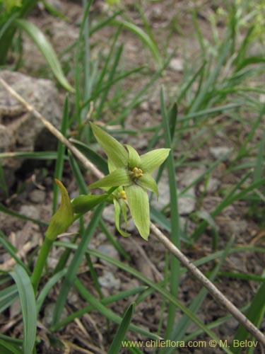 Image of Solaria miersioides (). Click to enlarge parts of image.