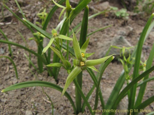 Image of Solaria miersioides (). Click to enlarge parts of image.