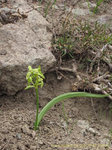 Image of Solaria miersioides (). Click to enlarge parts of image.