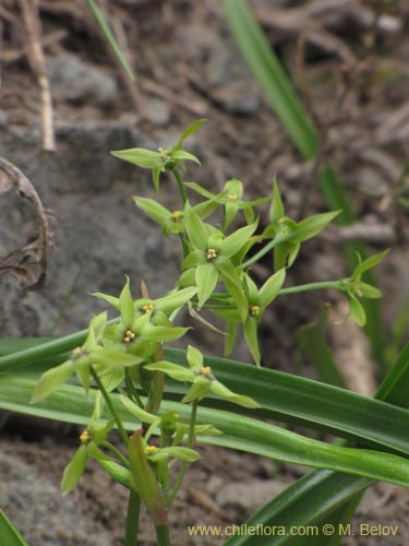 Image of Solaria miersioides (). Click to enlarge parts of image.