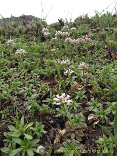 Bild von Brassicaceae sp. #3100 (). Klicken Sie, um den Ausschnitt zu vergrössern.