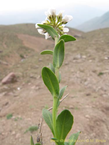 Bild von Brassicaceae sp. #3100 (). Klicken Sie, um den Ausschnitt zu vergrössern.