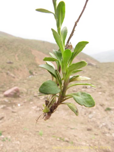 Bild von Brassicaceae sp. #3100 (). Klicken Sie, um den Ausschnitt zu vergrössern.