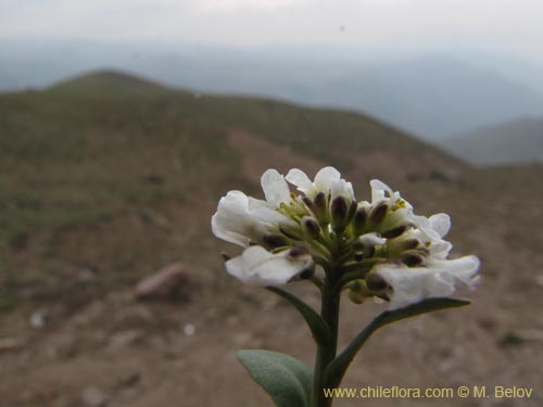 Bild von Brassicaceae sp. #3100 (). Klicken Sie, um den Ausschnitt zu vergrössern.