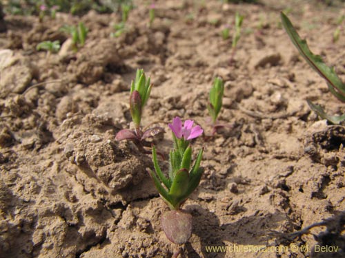 未確認の植物種 sp. #3000の写真