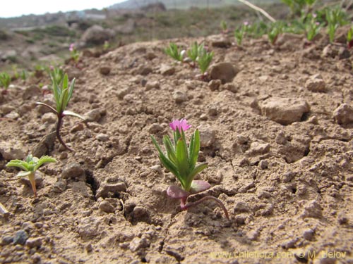 未確認の植物種 sp. #3000の写真