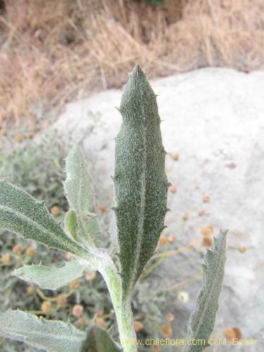 식물종은 불명 sp. #3104의 사진