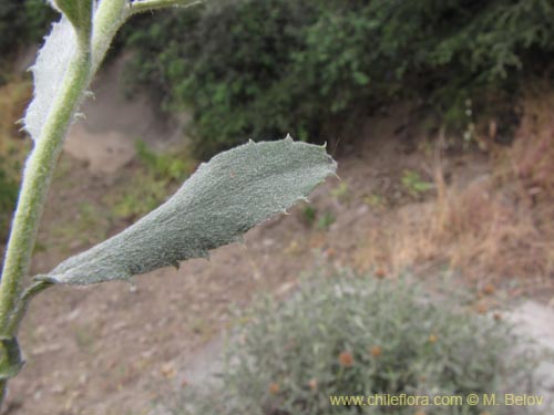 식물종은 불명 sp. #3104의 사진